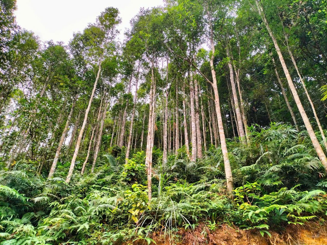 Rừng cây dó bầu vùng trồng trầm hương